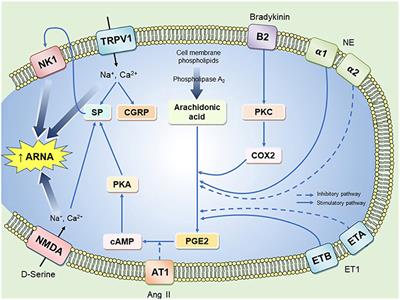 Is Aberrant Reno-Renal Reflex Control of Blood Pressure a Contributor to Chronic Intermittent Hypoxia-Induced Hypertension?